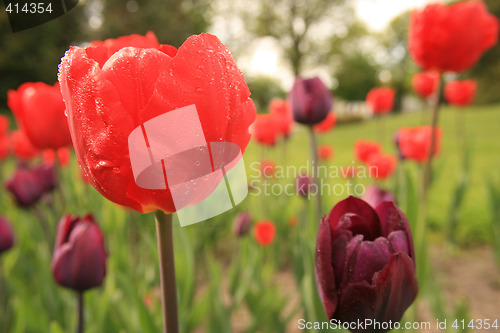 Image of Red tullip