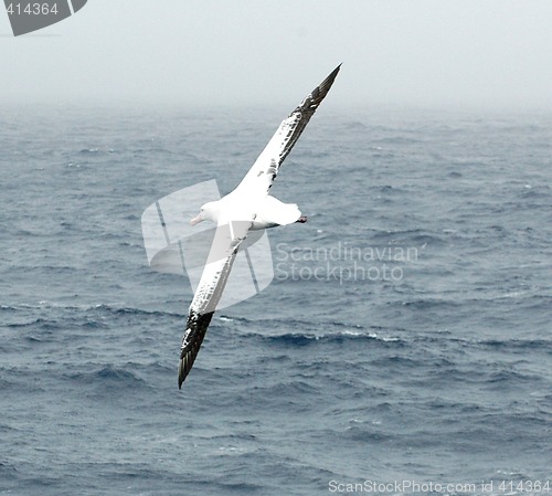 Image of Wandering albatross