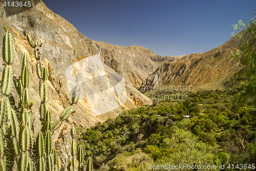 Image of Flora in Peru