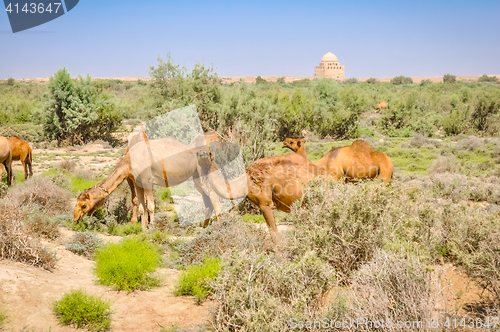 Image of Camels in Merv