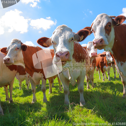 Image of Montbeliarde cows