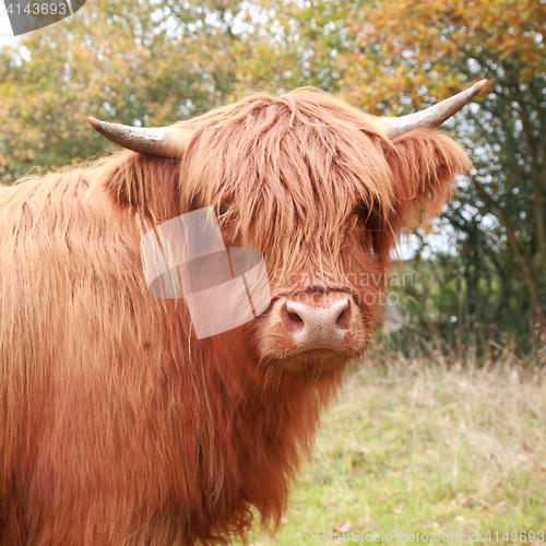 Image of Highland cow