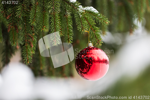 Image of red christmas ball on fir tree branch with snow