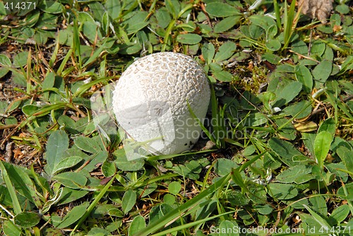 Image of puffball