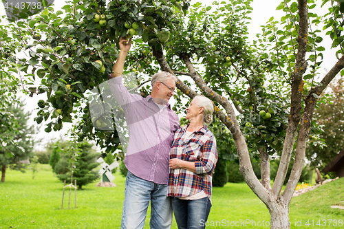 Image of senior couple with apple tree at summer garden