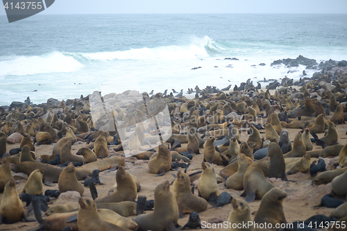 Image of Seals at Cape Cross