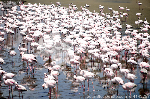 Image of Flamingoes