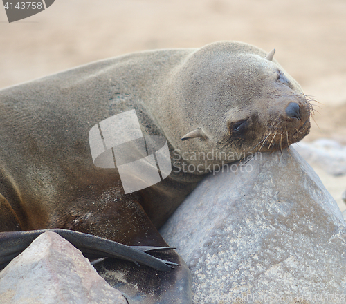 Image of relaxing seal