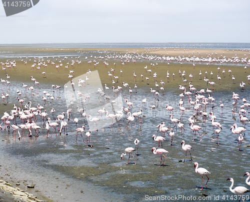 Image of Flamingoes