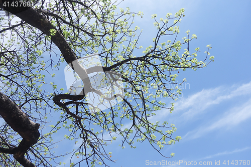 Image of flowering baobab