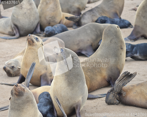 Image of Seals at Cape Cross