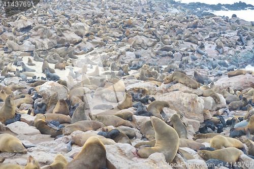 Image of Seals at Cape Cross