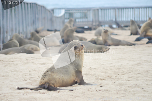 Image of Seals at Cape Cross