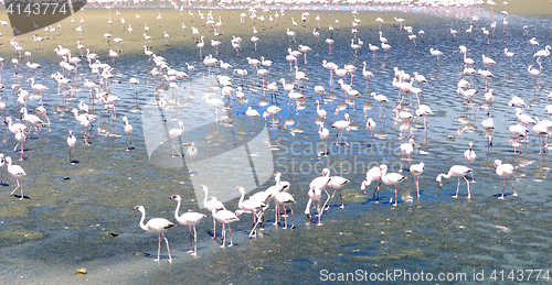 Image of Flamingoes