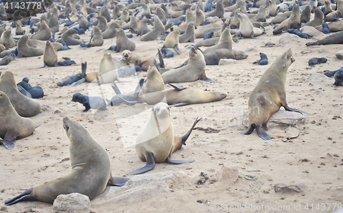 Image of Seals at Cape Cross