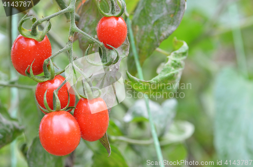 Image of Fresh red tomatoes