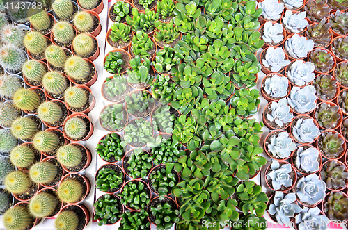 Image of Group of small cactus in the pot