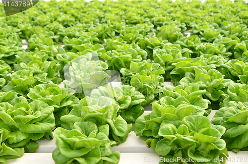 Image of Commercial greenhouse soilless cultivation of vegetables