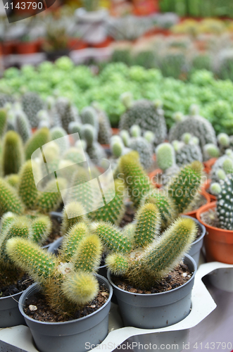 Image of Group of small cactus in the pot