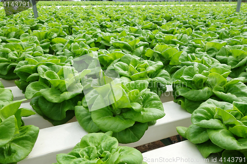 Image of Commercial greenhouse soilless cultivation of vegetables