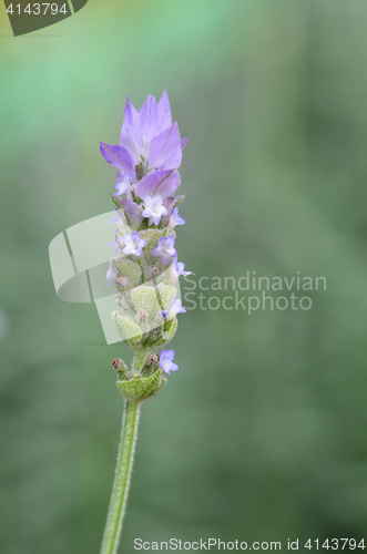 Image of Lavender flowers in nature