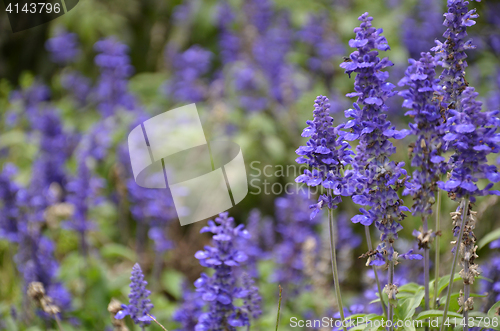 Image of Blooming blue bugleweeds Ajuga