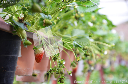 Image of Fresh strawberries that are grown in greenhouses