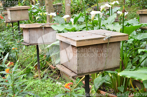 Image of Bee farms located in Cameron Highlands