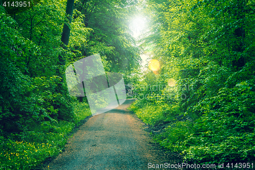 Image of Spring in the forest