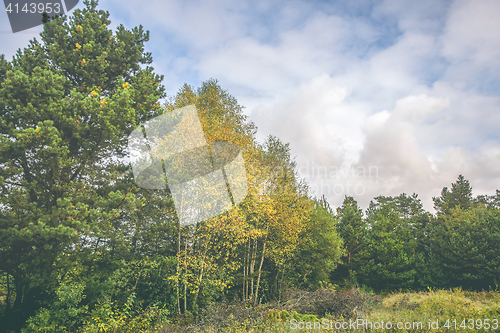 Image of Birch trees with yellow leaves in a rural landscape