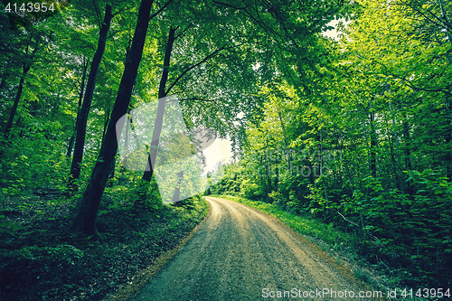 Image of Road passing through a green forest