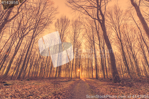 Image of Tall tress by the road in a forest sunrise