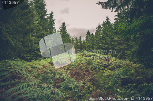 Image of Fern in a pine forest