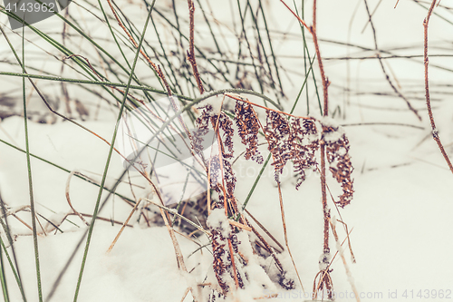 Image of Grass with snow at wintertime