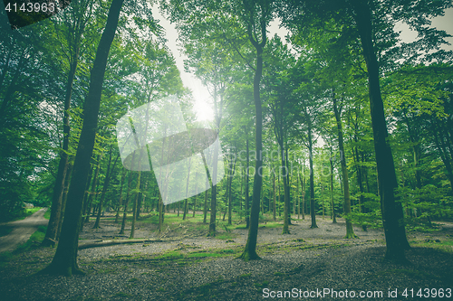 Image of Beautiful forest scenery with tall green trees