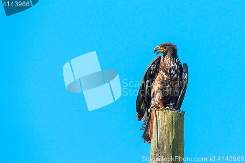 Image of Haliaeetus albicilla eagle sitiing on a wooden post