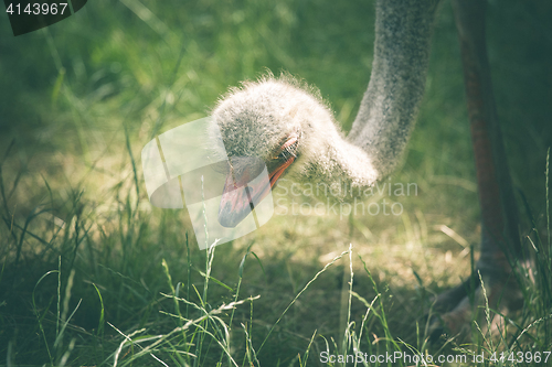 Image of Ostrich searching for food