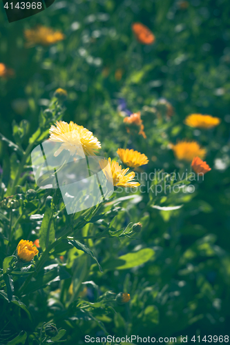 Image of Calendula flowers in yellow and orange colors