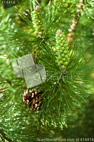 Image of spring pine cone