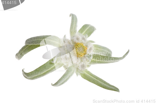 Image of edelweiss