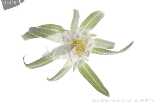 Image of edelweiss