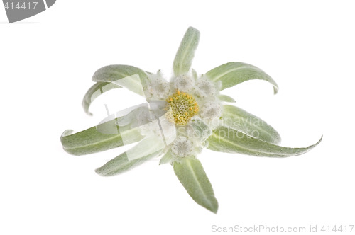 Image of edelweiss