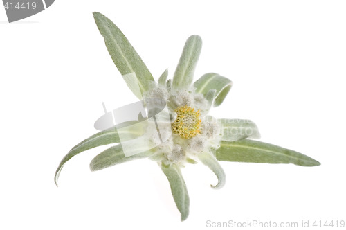 Image of edelweiss