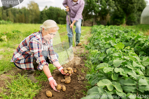 Image of senior couple planting potatoes at garden or farm