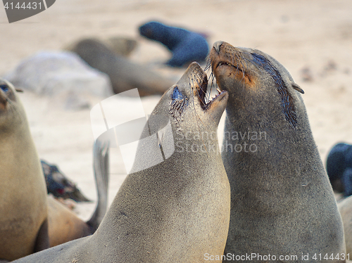 Image of Seals at Cape Cross