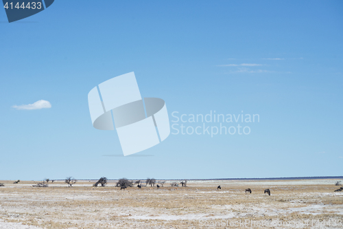 Image of Etosha park