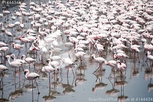 Image of Flamingoes
