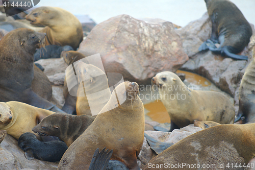 Image of Seals at Cape Cross