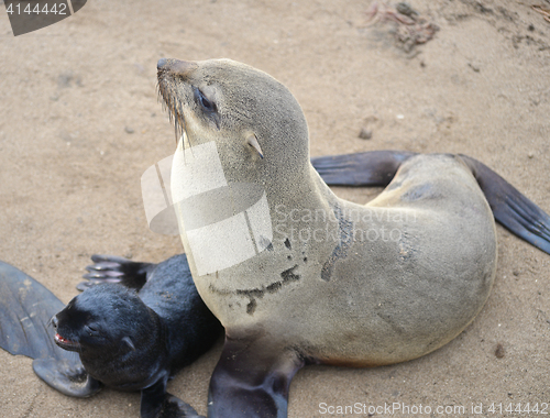 Image of Seals at Cape Cross