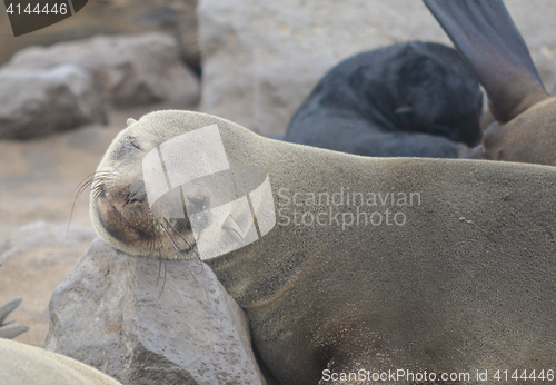 Image of Seals at Cape Cross